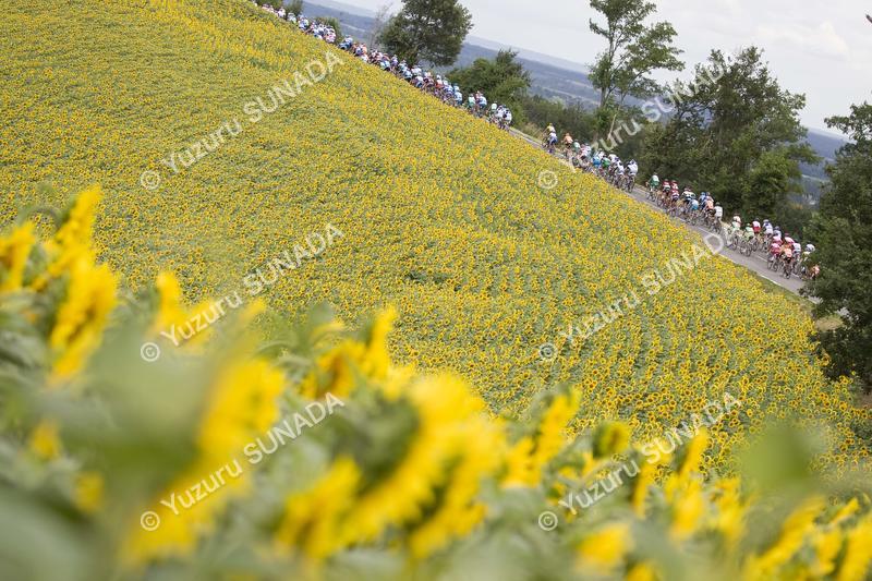 Sunflower field013p.jpg